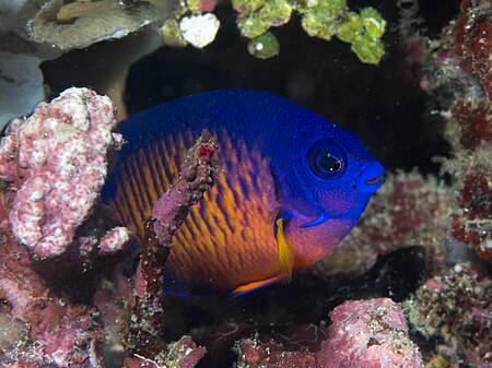 Tập_tin:Two-spined_angelfish_(Centropyge_bispinosa)_(48272091136).jpg