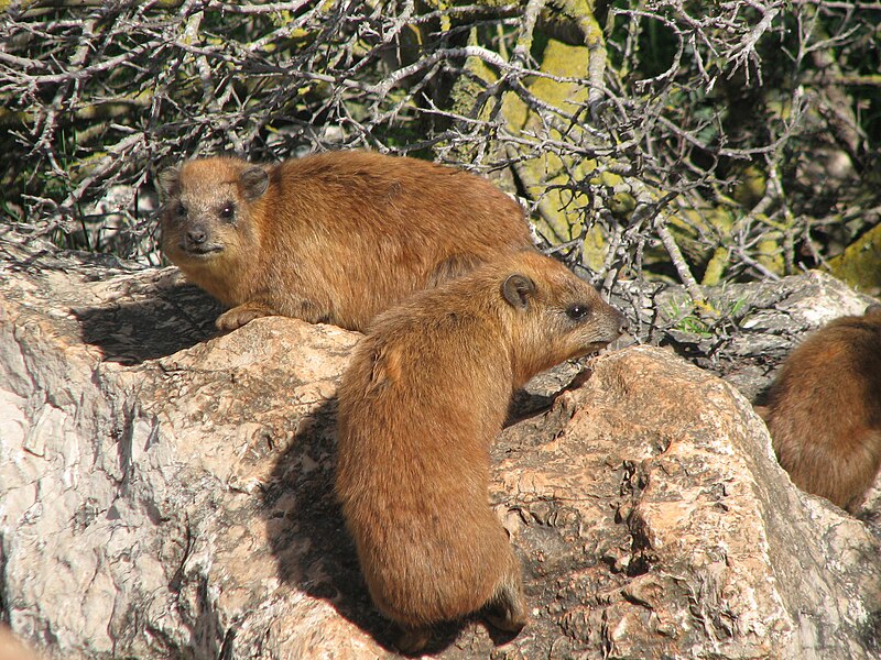 Przedstawiciel rzędu – góralek przylądkowy (Procavia capensis capansis)