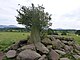 Tyddyn-Bach standing stone, surrounded by field clearance boulders.