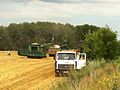 Ukranian wheat harvest.jpg