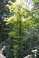 Ulmus minor 'Dicksonii'. Durham Cathedral.jpg