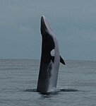 Uma Baleia Anã nos Açores..jpg