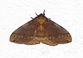 Unidentified moths from Koovery