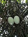 Uova di colombi selvatici.jpg
