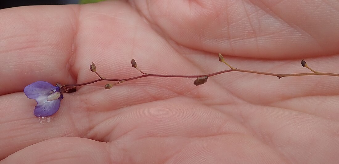 Utricularia biloba