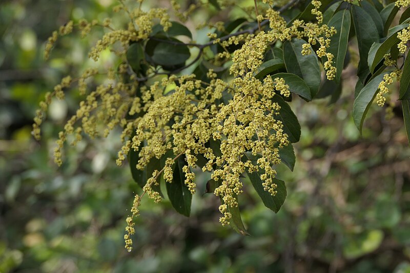 File:Ventilago madraspatana Gaertn. (53412064299).jpg