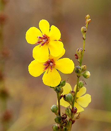 Verbascum sinuatum