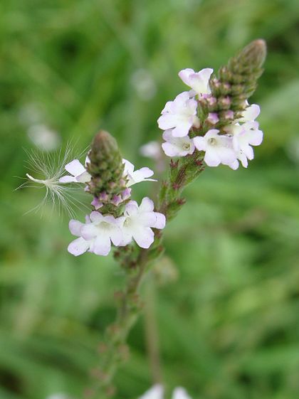 Трава вербены лекарственной. Вербена officinalis. Растение Вербена лекарственная. Verbеna officinalis (лекарственная). Вербена соцветие.