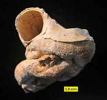 Fossil Vermetus sp.; Nicosia Formation; Pliocene; Cyprus Vermetus Pliocene Cyprus aperture view.jpg
