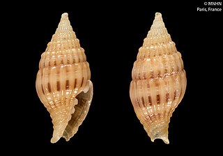 <i>Vexillum castaneostriatum</i> Species of gastropod