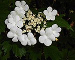 Viburnum sargentii 2015-06-01 OB 070. jpg