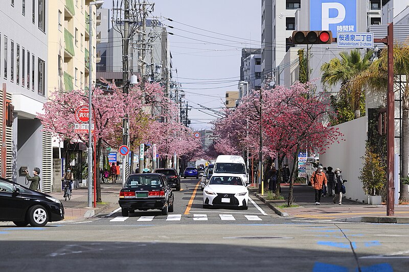 File:View of the Street Lined with Okanzakura Trees, Higashisakura Higashi Ward Nagoya 2022.jpg