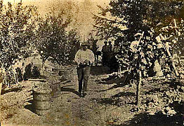 Vignes sur échalas à Port-Sainte-Foy, vers 1880.