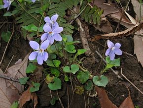 Kuvan kuvaus Viola grypoceras2.JPG.