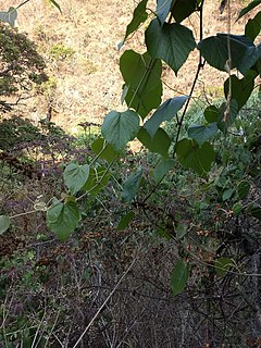 <i>Vitis tiliifolia</i> Species of plant