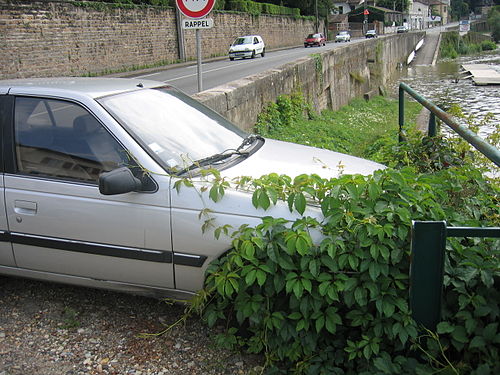 Voiture prise d'assaut par un buisson sur les quais de Saône vers l'ïle Barbe, au nord de Lyon (France)