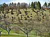 Wachholderheide bei Lehenweiler - panoramio.jpg