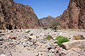 Wadi Wishwashi, Taba Protected Area, South Sinai