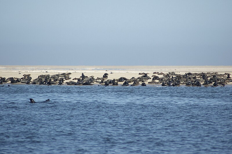 File:Walvis Bay - Pelican Point - Otaries du Cap 01.jpg