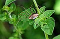 Unidentified Opiliones