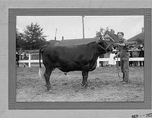 Prize bull Wfa017.jpg