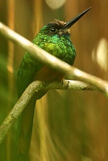 Sacha Lodge - Ecuador White-chinned Jacamar.jpg