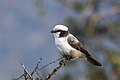 * Nomination White-crowned shrike (Eurocephalus anguitimens niveus) --Charlesjsharp 08:11, 23 July 2024 (UTC) * Promotion  Support Good quality. --Lrkrol 08:38, 23 July 2024 (UTC)