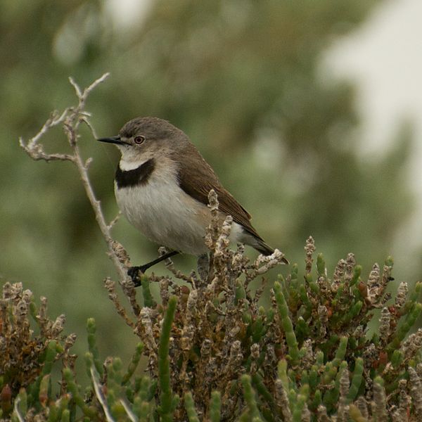 File:White-fronted Chat (female).jpg