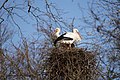 White Stork couple