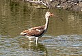 * Nomination Immature white ibis at the Ocean City Welcome Center --Rhododendrites 12:41, 23 May 2024 (UTC) * Promotion  Support Good quality. --Skander zarrad 07:10, 25 May 2024 (UTC)