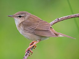 Кобилочка охотська (Helopsaltes ochotensis)