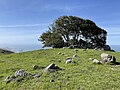Thumbnail for File:Wildlands Jenner Headlands Tree On Rocks.jpg