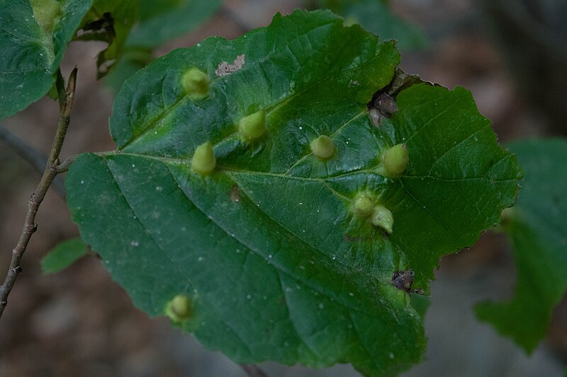 File:Witch hazel galls.jpg