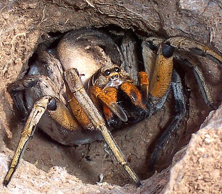 Wolf spider attack position.jpg