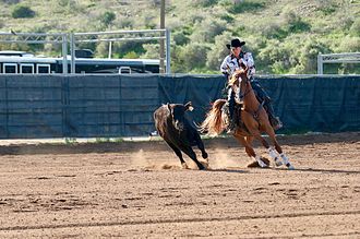 A young horse competing in a snaffle bit Working cow horse Scottsdale 2017 27.jpg