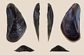 * Nomination Left valve of a mussel, Xenostrobus securis --Llez 07:49, 27 December 2022 (UTC) * Promotion  Support Good quality. --Ermell 15:21, 27 December 2022 (UTC)