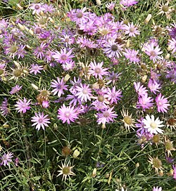 Isopaperikukka (Xeranthemum annuum)