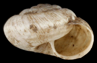 <i>Xerocrassa</i> Genus of gastropods