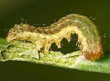 Xestia brunneopicta larva 2. instar.jpg