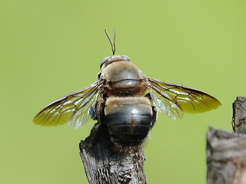 File:Xylocopa dejeanii.jpg