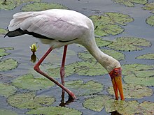 Mycteria storks, like this yellow-billed stork, have sensitive bills that allow them to hunt by touch Yellow-billed Stork (Mycteria ibis) (12011503884).jpg