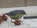 Yellow-rumped audubons warbler 02.jpg