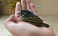 Yellow-rumped tinkerbird1.jpg