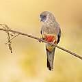 Yellow-vented Bluebonnet (Northiella haematogaster haematogaster), Patchewollock Conservation Reserve, Victoria, Australia