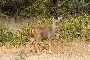 Juvenile sambar