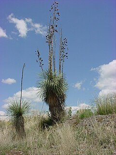 Yucca elata1.jpg