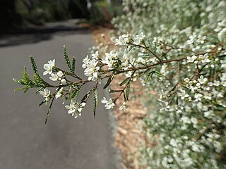 <i>Zieria adenodonta</i> Species of flowering plant