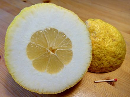 A citron or citron-like hybrid of Italian origin, showing the thick rind