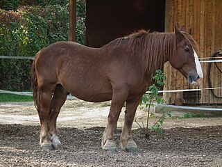 <span class="mw-page-title-main">Pfalz-Ardenner</span> German draft horse breed.