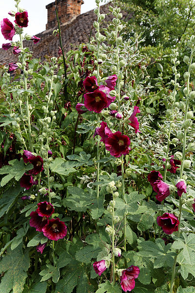 File:'Alcea rosea' Halo Series Hollyhock Cerise Henham Essex England.jpg